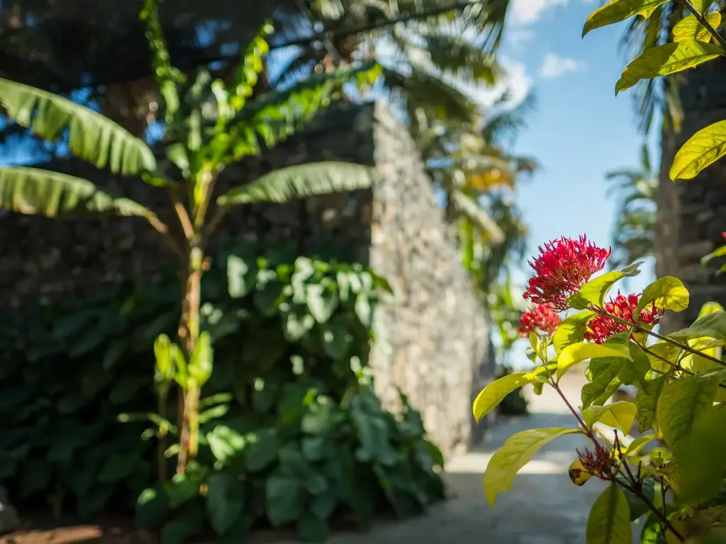 Palmetum Santa Cruz 7