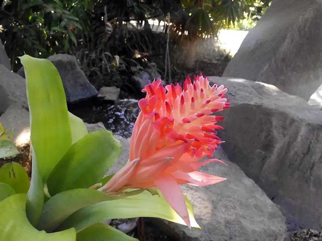 Palmetum Santa Cruz 8