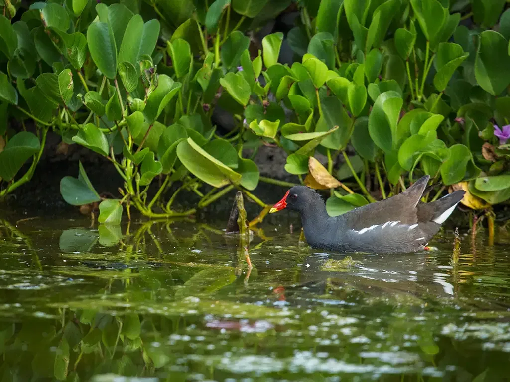 Palmetum Santa Cruz 5