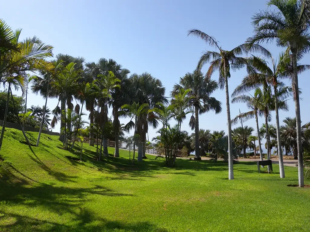 Palmetum Santa Cruz 6