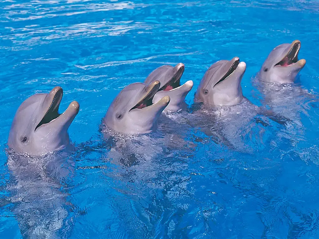 Aqualand 4
