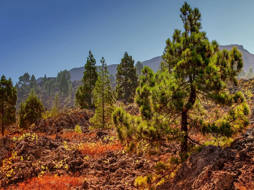 Teide by Night 9