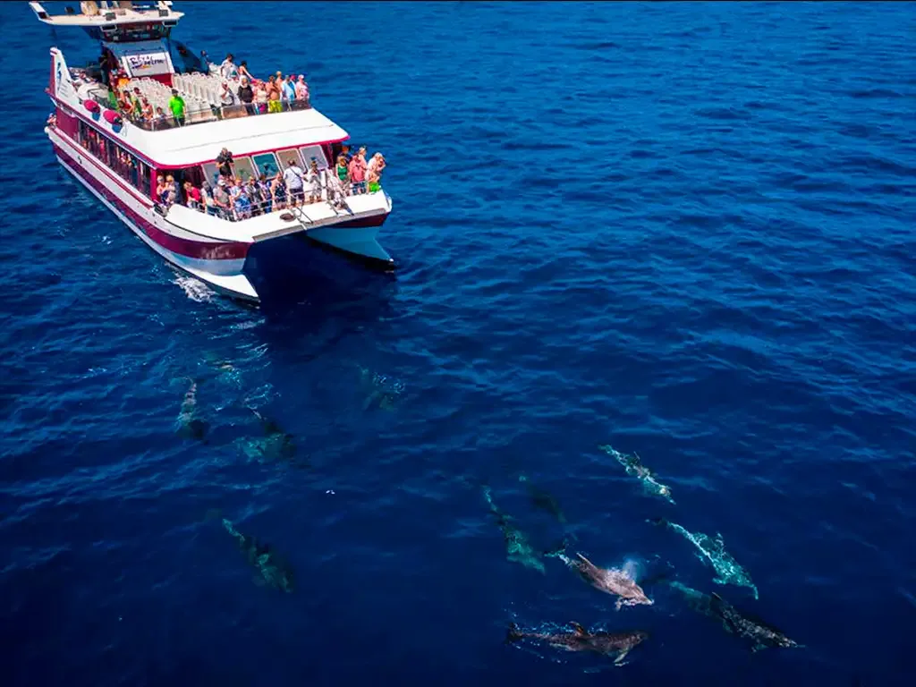 Royal Delfin 2