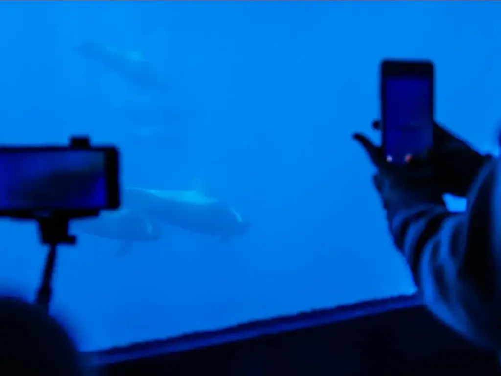 Royal Delfin 4