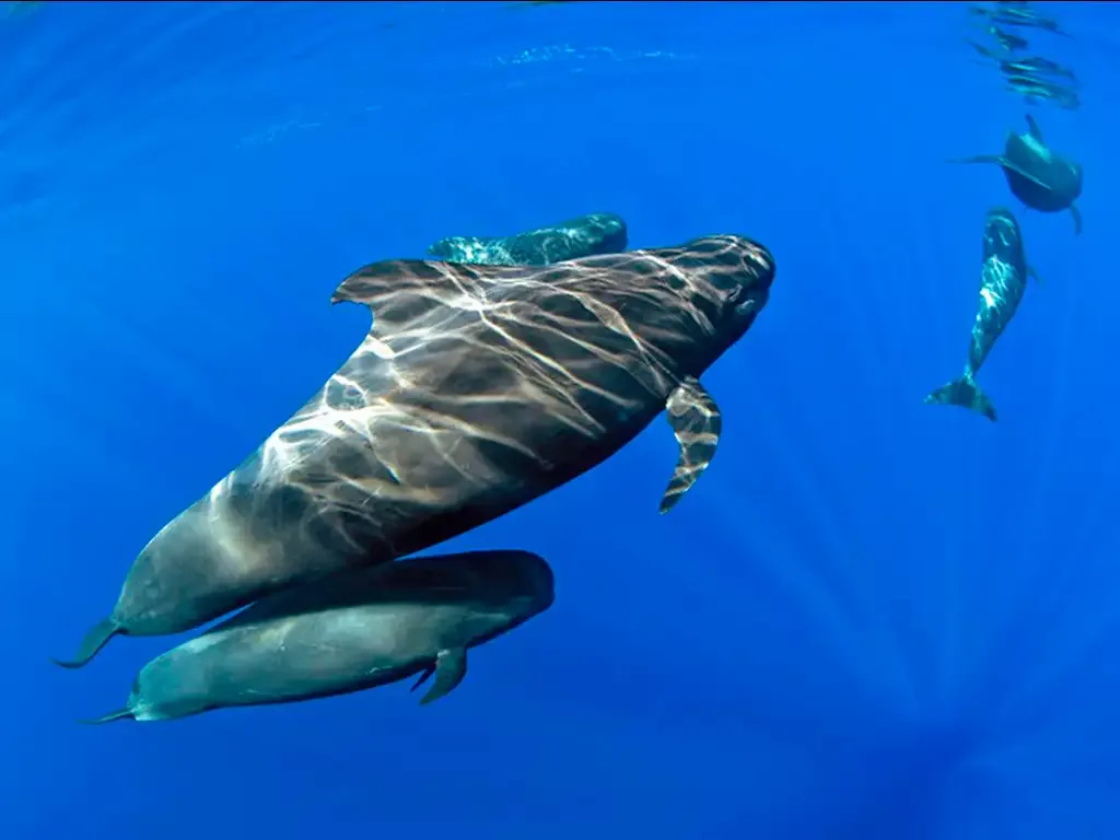 Royal Delfin 6