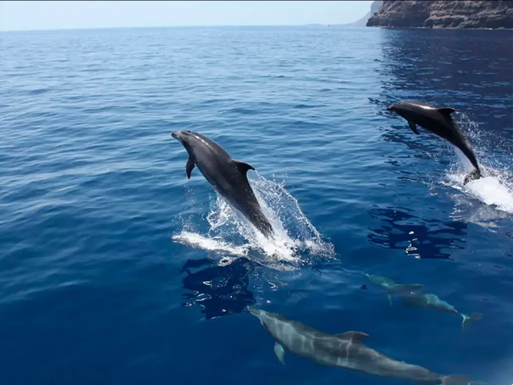 Royal Delfin 8