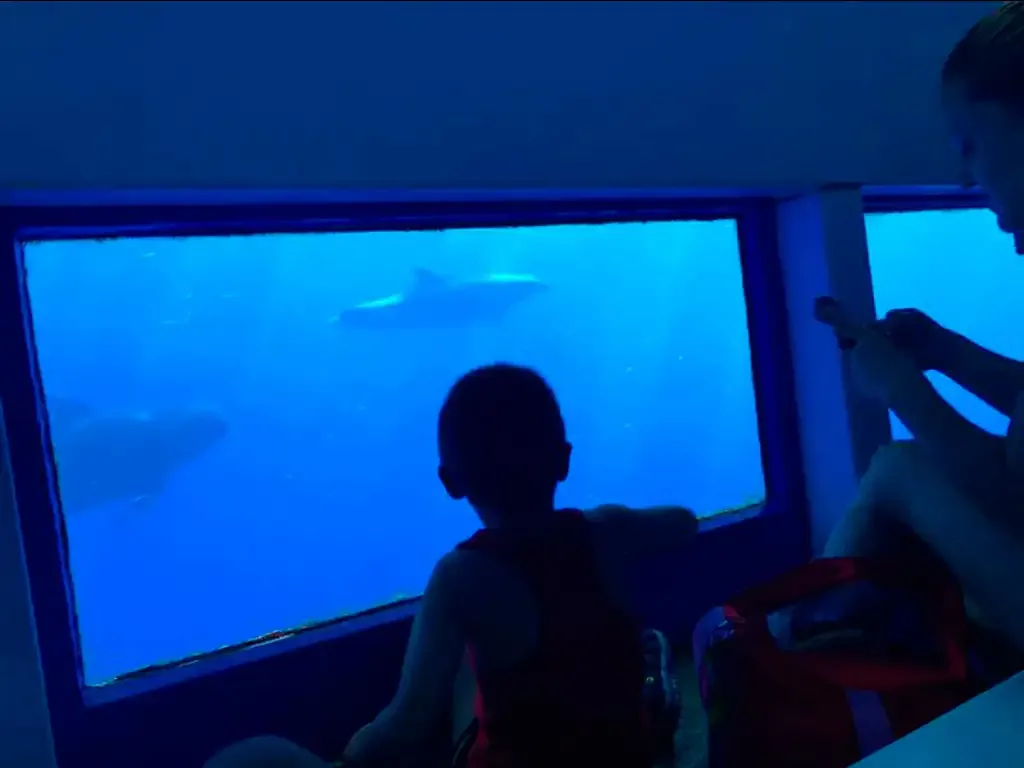 Royal Delfin 10