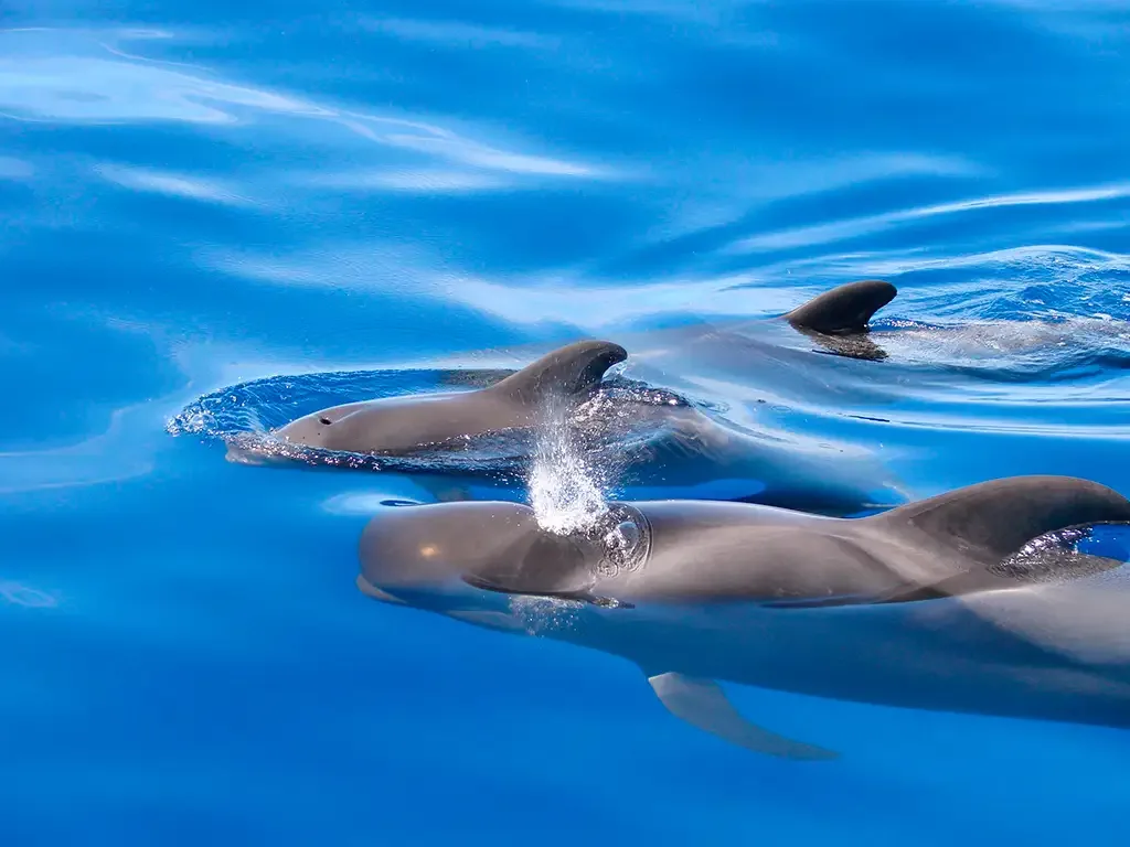 Blue Ocean Yacht Charter 6