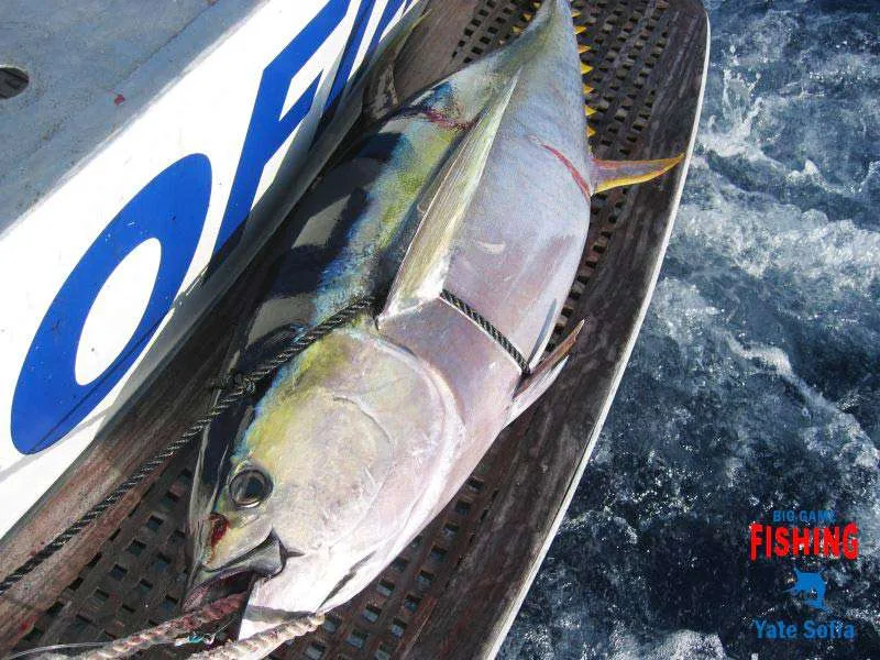Yate Sofía Big Game Fishing 7