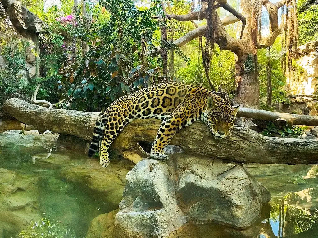 Loro Parque 4