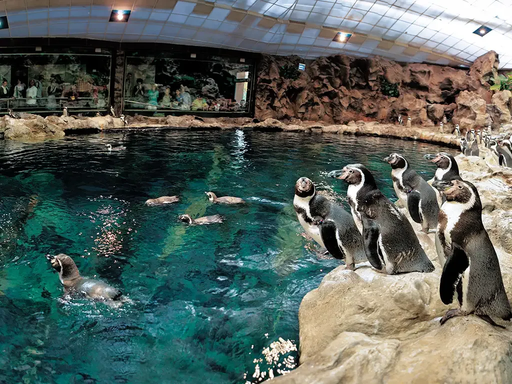Loro Parque 6