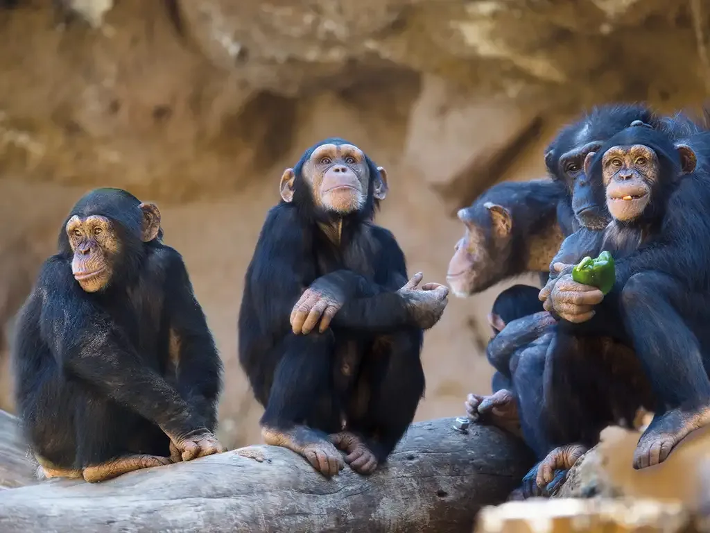 Loro Parque 7