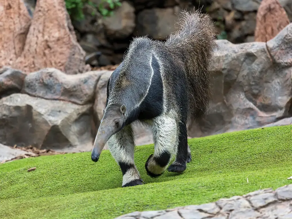 Loro Parque 11