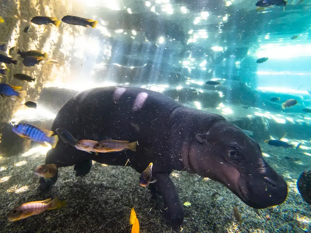 Loro Parque 12