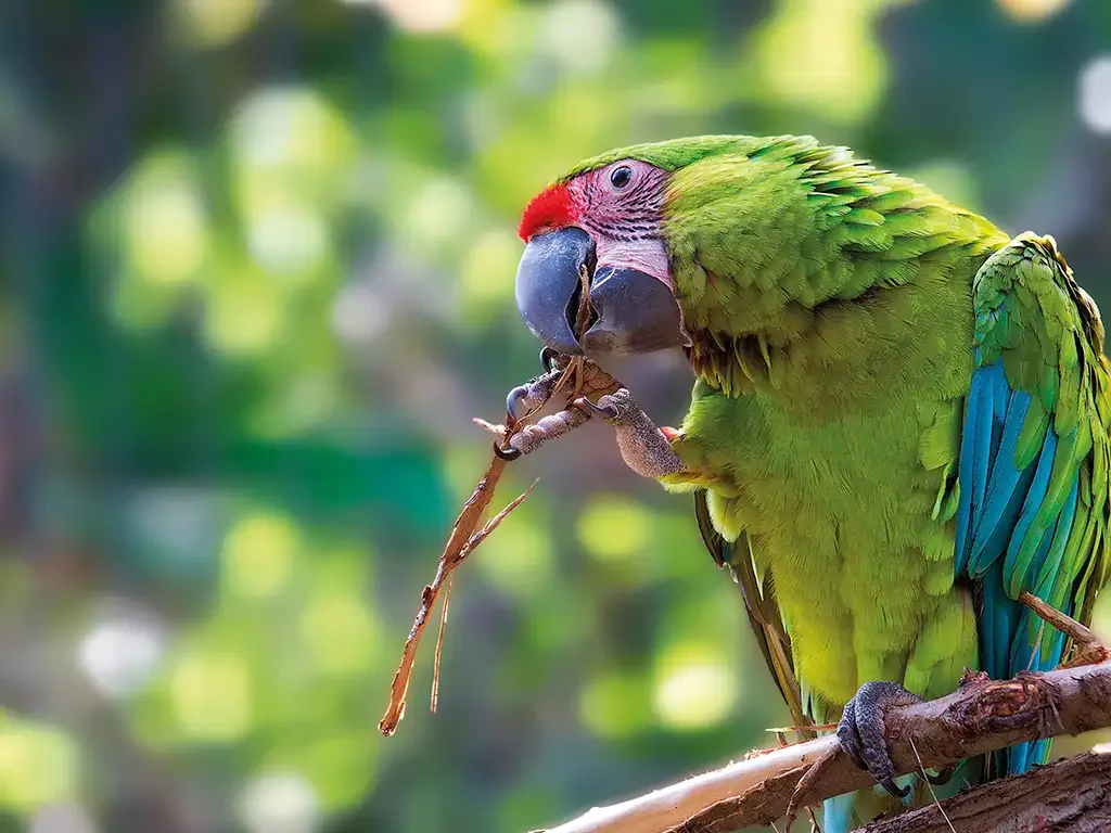 Loro Parque 14