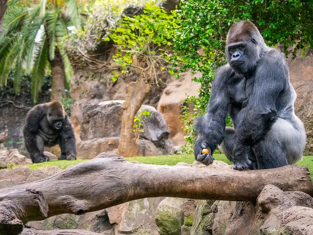 Loro Parque 15