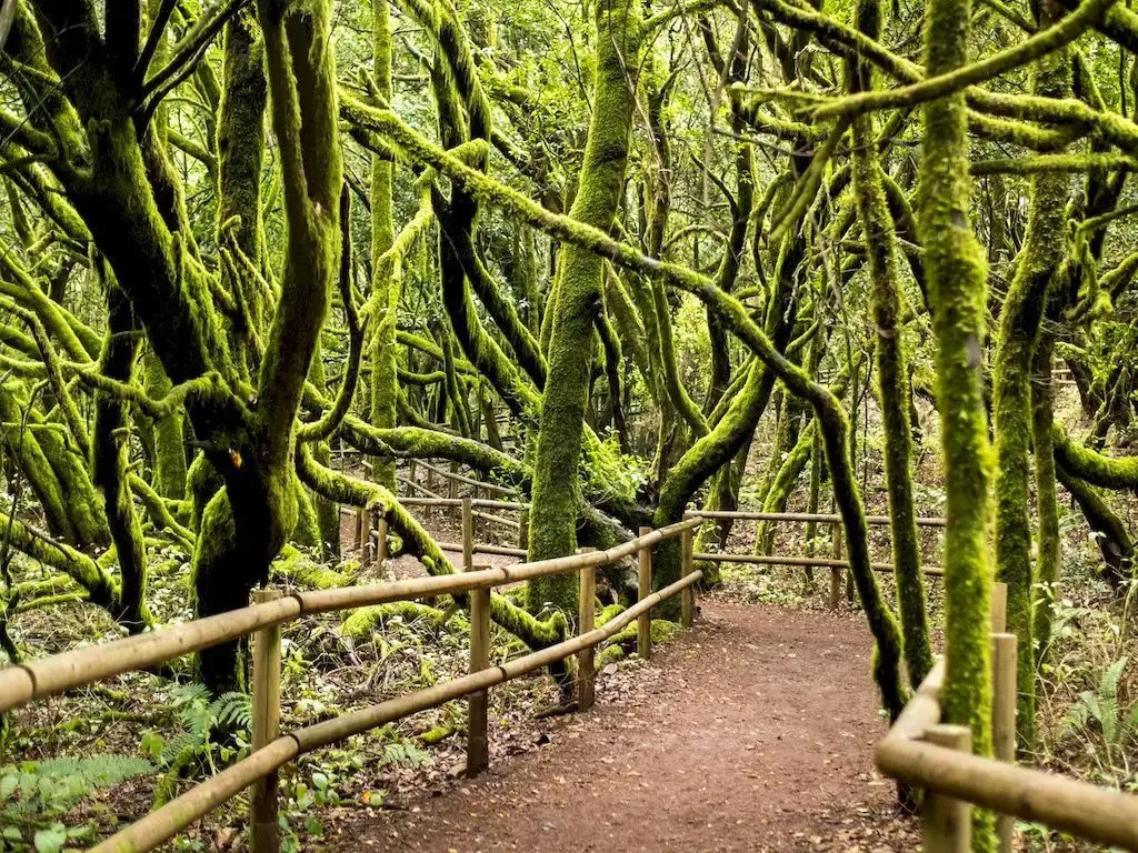 La Gomera 5