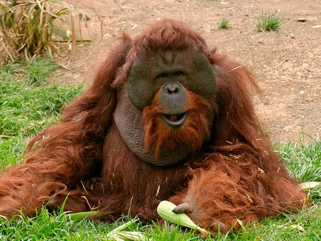 Jungle Park 5