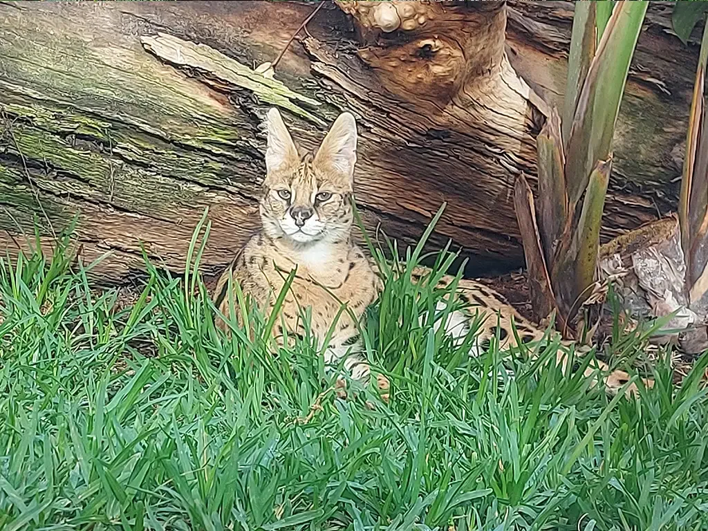 Jungle Park 7