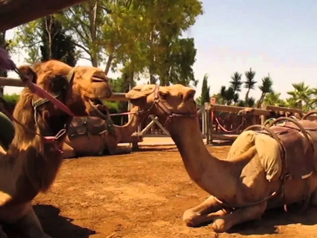 Camel Park 9