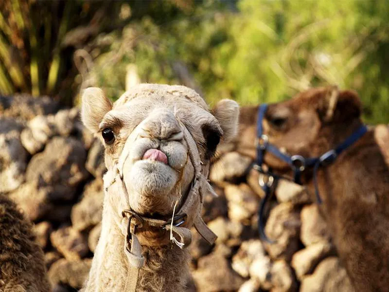 Camel Park 2