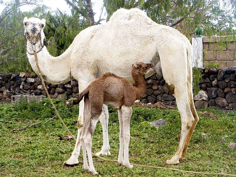 Camel Park 4