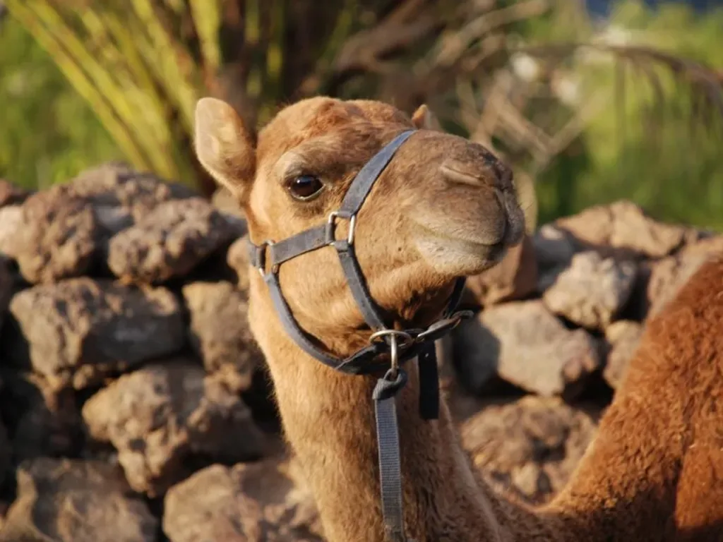 Camel Park 3
