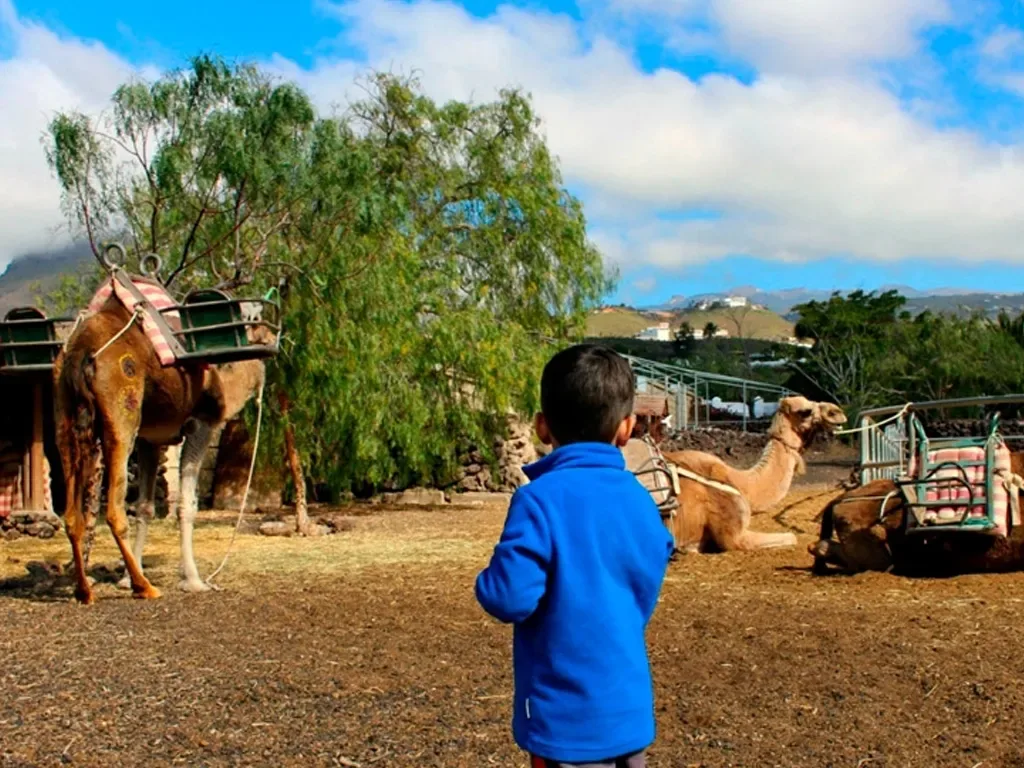 Camel Park 12