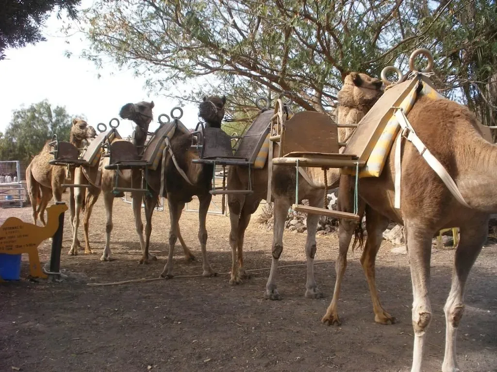 Camel Park 14