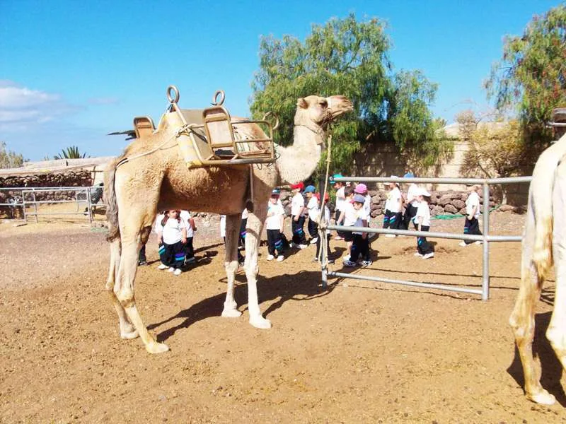 Camel Park 7