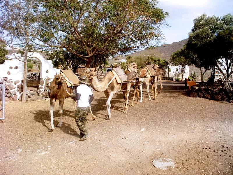 Camel Park 8