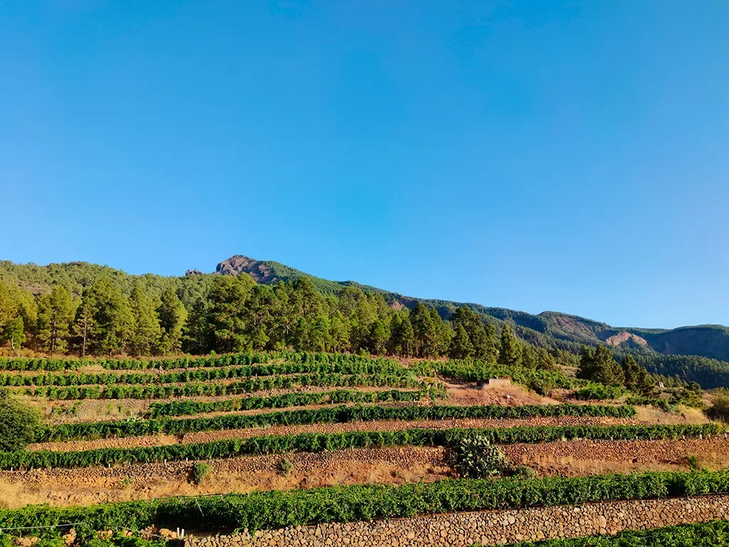 Bodegas Ferrera 3