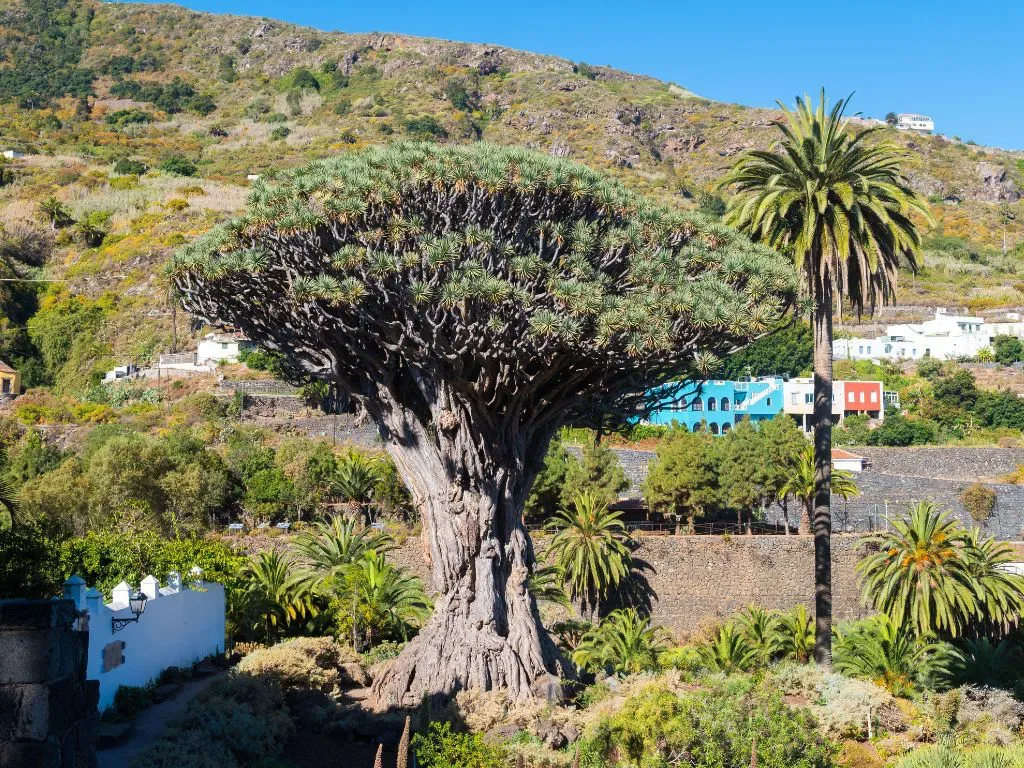 Exclusive Tenerife 3