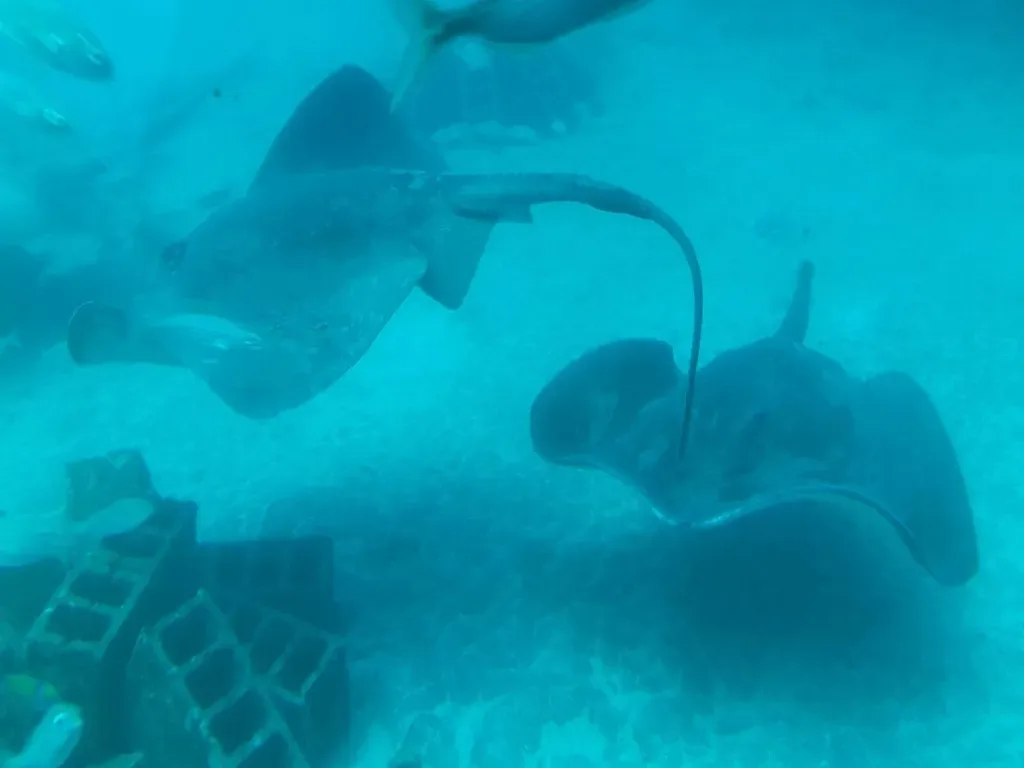 Submarine Safari 6