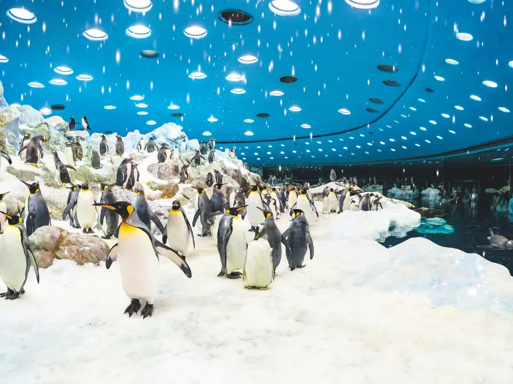 Loro Parque - All Inclusive 6
