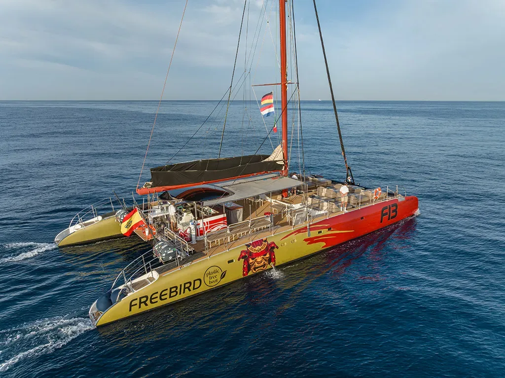 Freebird 11