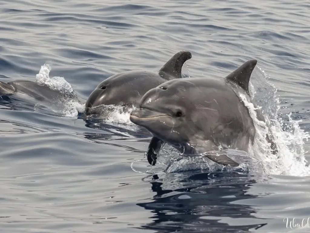Flipper Uno 4
