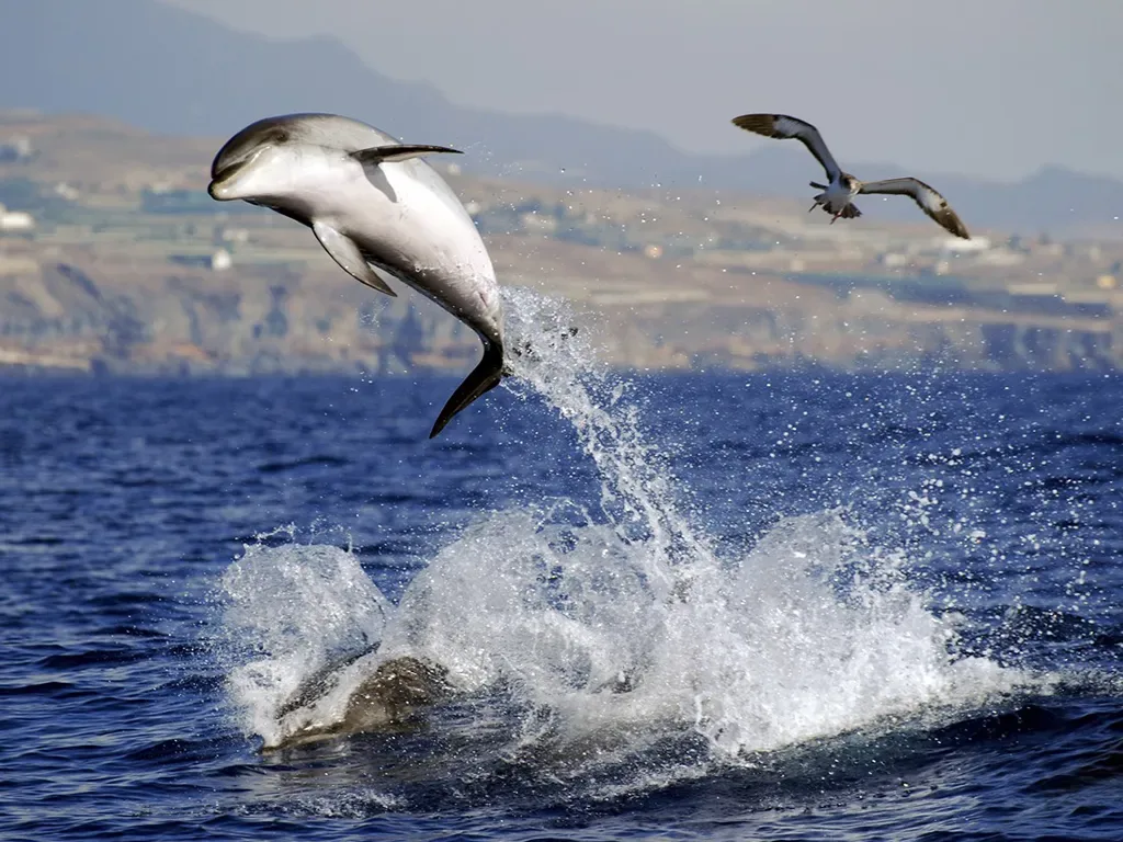 Flipper Uno 6