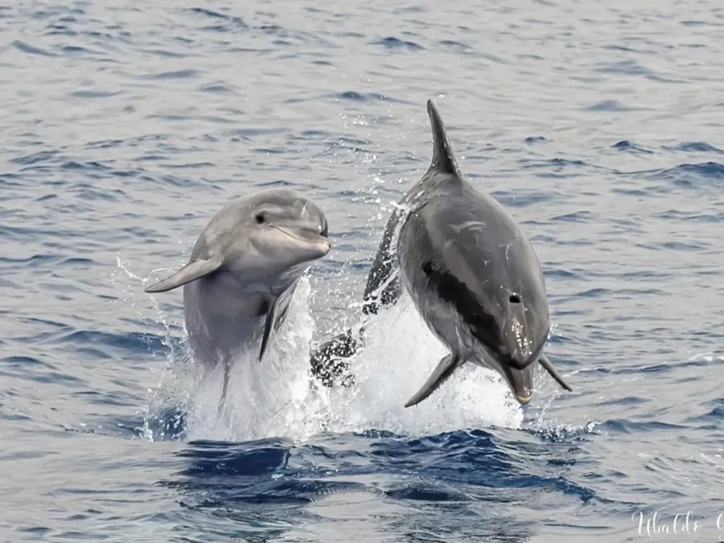 Flipper Uno 13